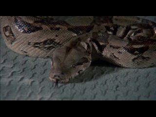 sssssss (1973)