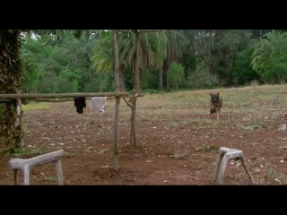 human animals (1983)